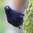 blackbird gravatar image
